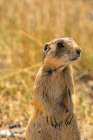USA, Colorado, Arapaho National Wildlife Refuge. White-tailed prairie dog  close-up. Art Print